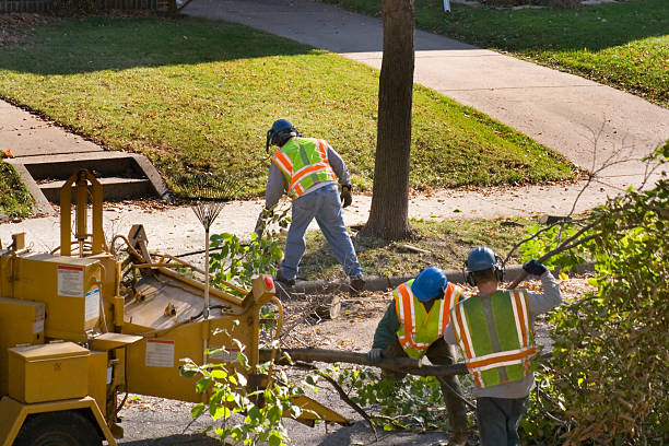 Mission Hills, CA Tree Removal Company